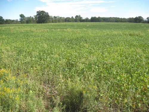 Property photo 36 - 110+/- Acres offered in 4 Tillable Tracts